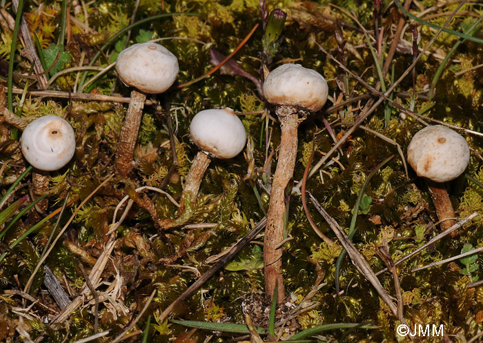 Tulostoma brumale