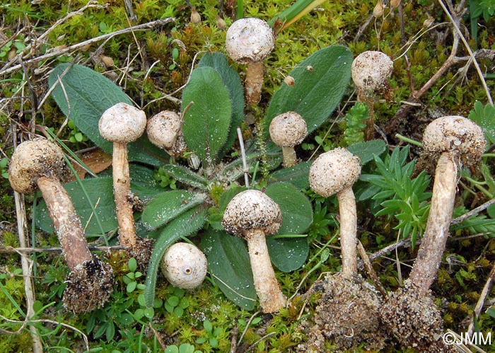 Tulostoma brumale