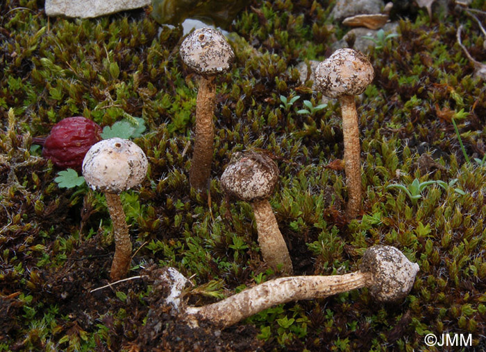 Tulostoma brumale