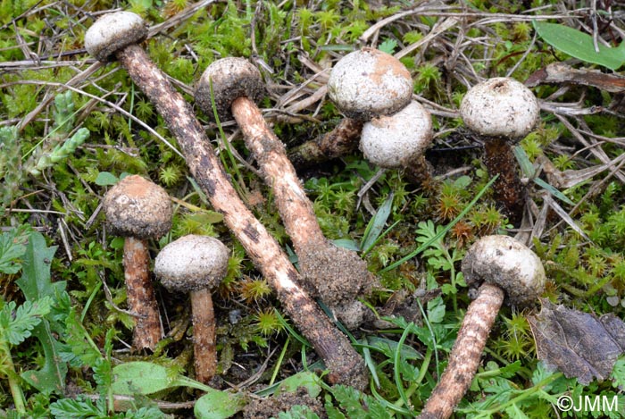 Tulostoma fimbriatum