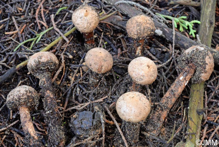 Tulostoma fimbriatum