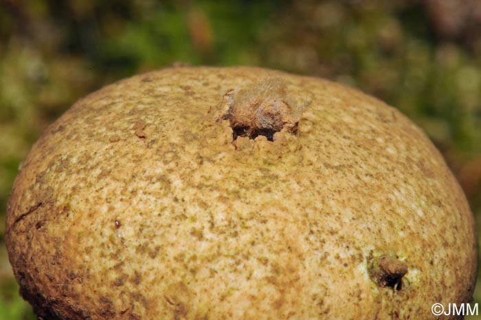 Tulostoma fimbriatum