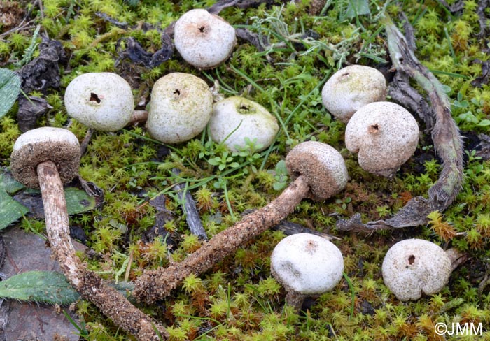 Tulostoma fimbriatum