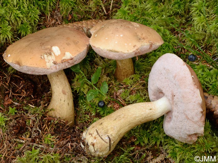 Tylopilus felleus = Boletus felleus