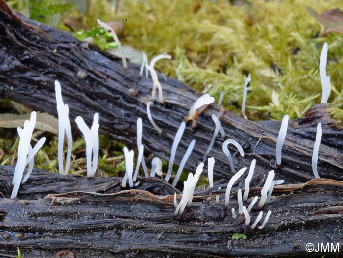 Typhula sclerotioides