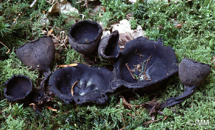 Urnula craterium