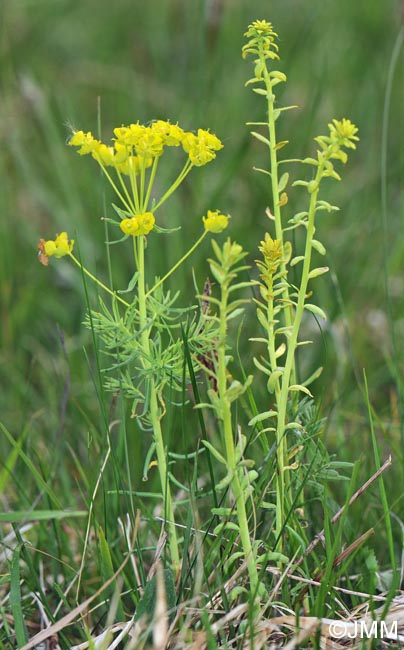 Euphorbia cyparissias & Uromyces pisi-sativi