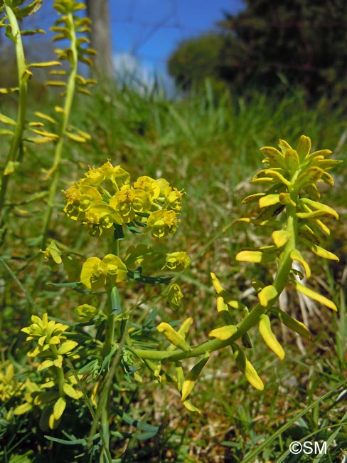 Uromyces pisi-sativi sur Euphorbia cyparissias