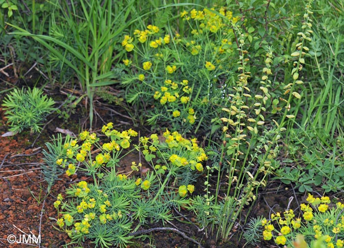 Uromyces pisi-sativi sur Euphorbia cyparissias