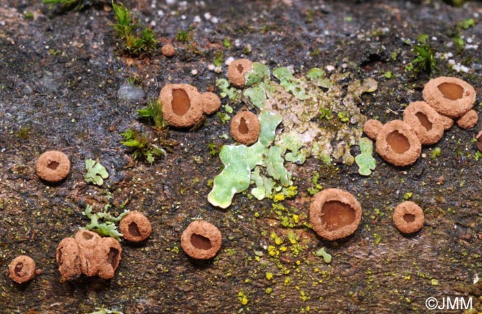 Velutarina rufo-olivacea