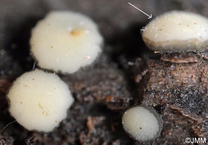 Vibrissea decolorans : ascospores filiformes visibles en haut  droite