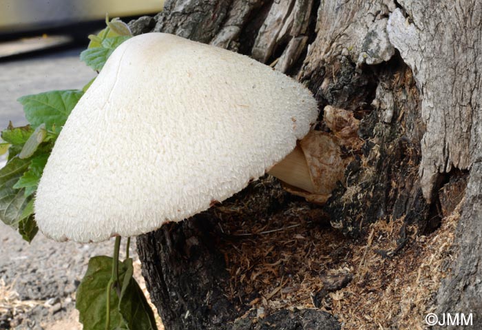 Volvariella bombycina = Volvaria bombycina