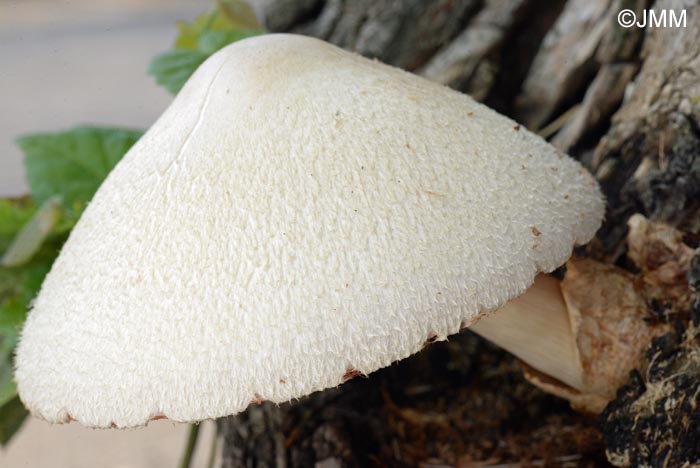 Volvariella bombycina = Volvaria bombycina