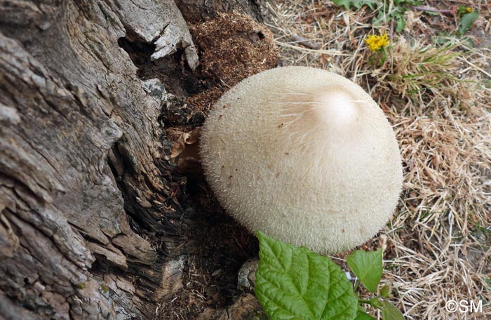 Volvariella bombycina = Volvaria bombycina