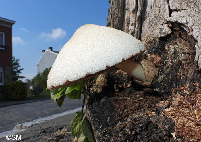 Volvariella bombycina = Volvaria bombycina