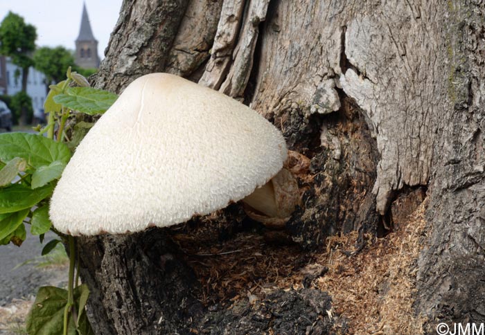 Volvariella bombycina = Volvaria bombycina