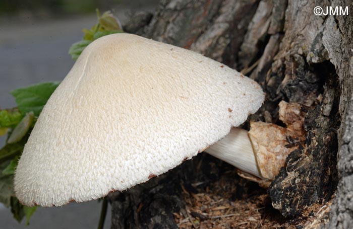 Volvariella bombycina = Volvaria bombycina