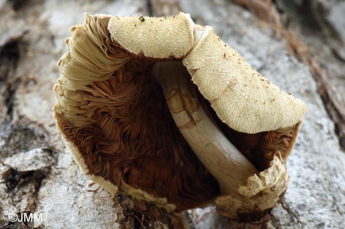 Volvariella bombycina var. flaviceps