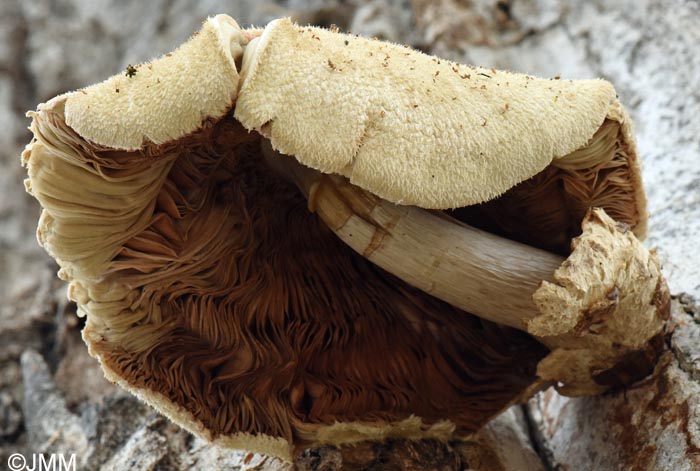 Volvariella bombycina var. flaviceps