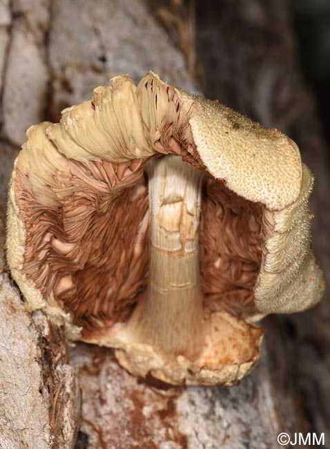 Volvariella bombycina var. flaviceps