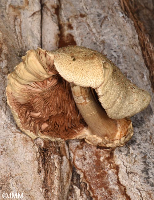 Volvariella bombycina var. flaviceps