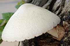 Volvariella bombycina