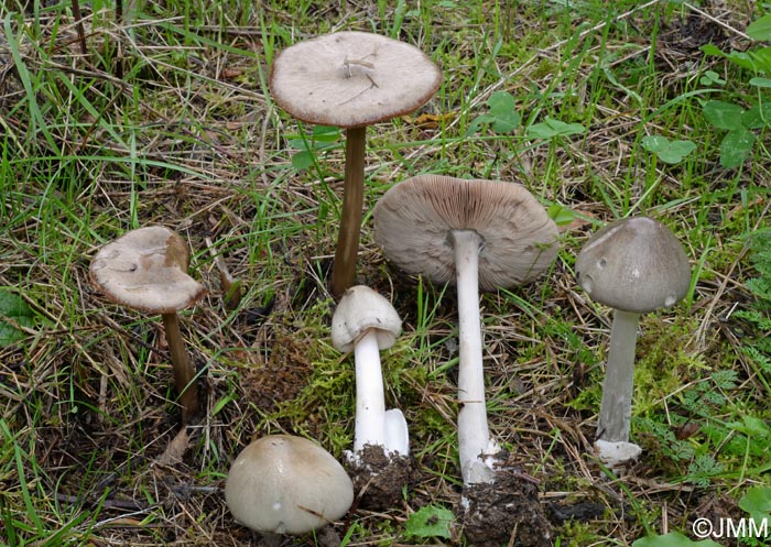 Volvariella gloiocephala = Volvariella speciosa = Volvopluteus gloiocephalus