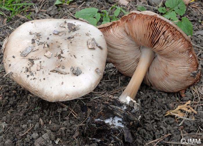 Volvariella gloiocephala = Volvariella speciosa = Volvopluteus gloiocephalus