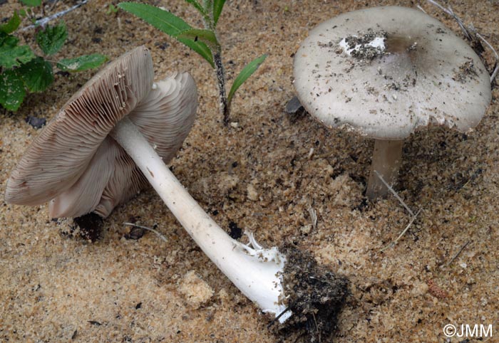 Volvariella gloiocephala = Volvariella speciosa = Volvopluteus gloiocephalus