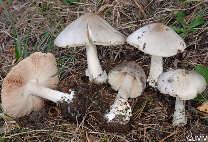 Volvariella gloiocephala = Volvariella speciosa = Volvopluteus gloiocephalus