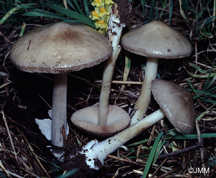 Volvariella gloiocephala = Volvariella speciosa = Volvopluteus gloiocephalus