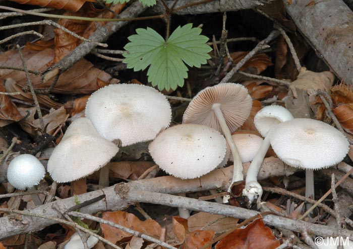 Volvariella hypopithys