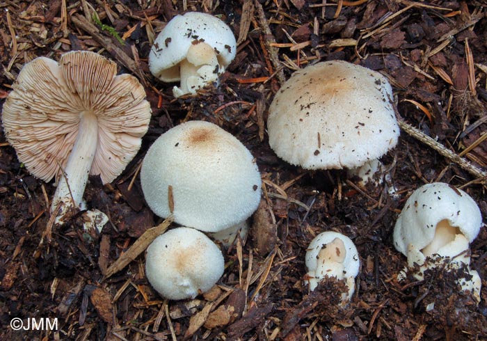 Volvariella hypopithys