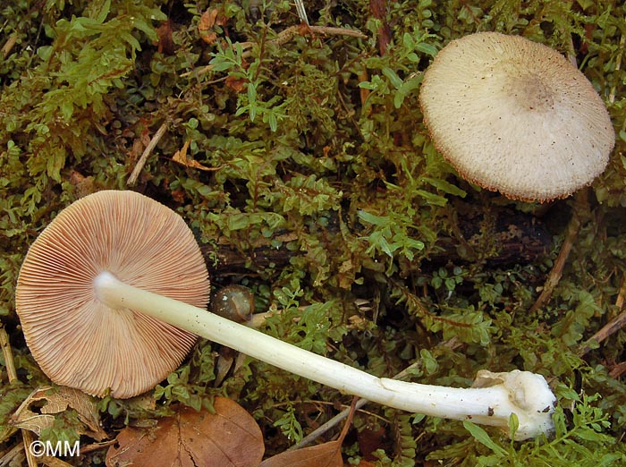 Volvariella murinella