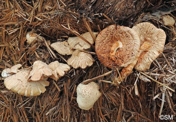 Volvariella volvacea