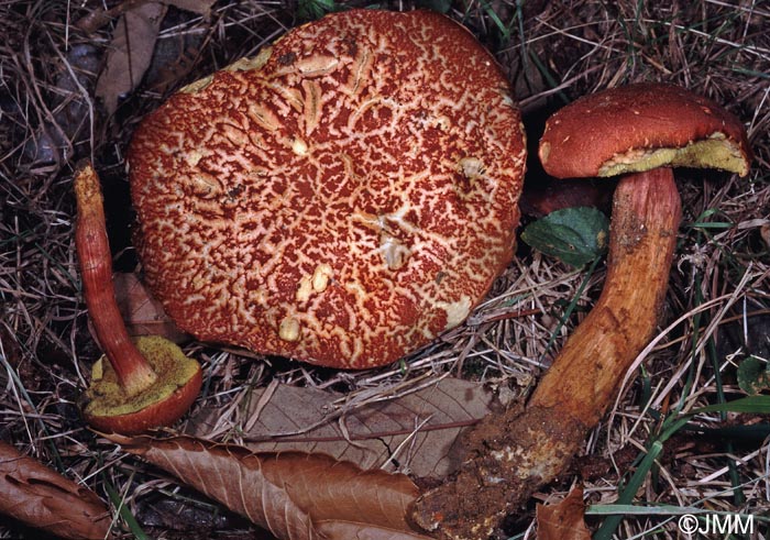 Xerocomus armeniacus