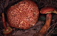 Xerocomus armeniacus