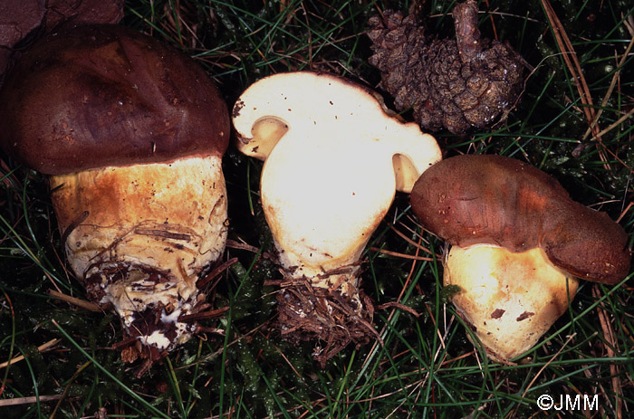 Xerocomus badiorufus