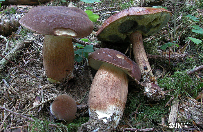 Xerocomus badius = Imleria badia