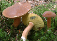 Xerocomus badius