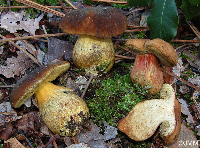 Xerocomus bubalinus