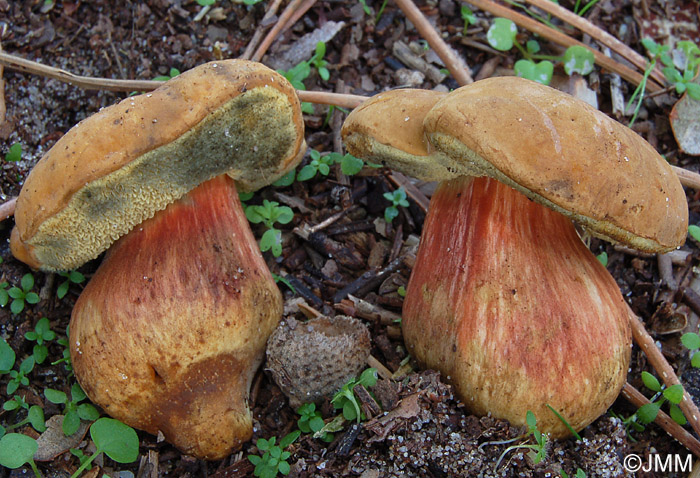 Xerocomus bubalinus