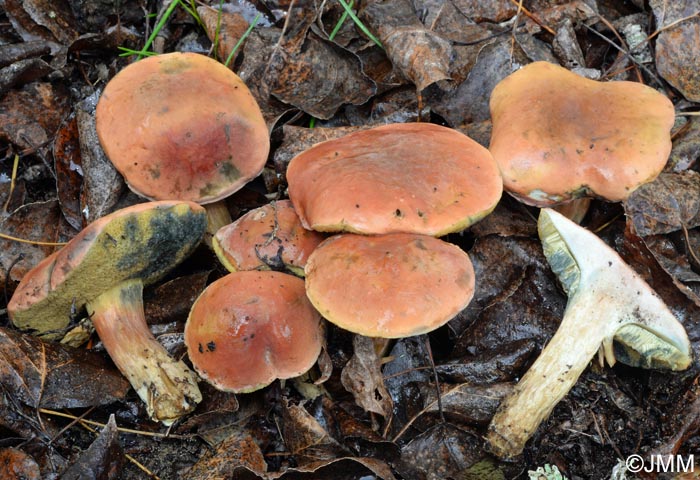 Xerocomus bubalinus