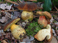 Xerocomus bubalinus