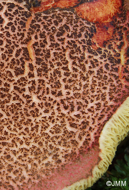 Xerocomus chrysenteron : cuticule craquelée