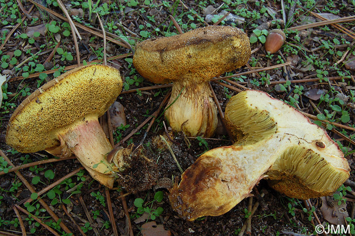 Xerocomus chrysonemus