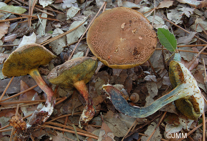 Xerocomus cisalpinus