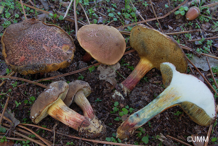 Xerocomus cisalpinus