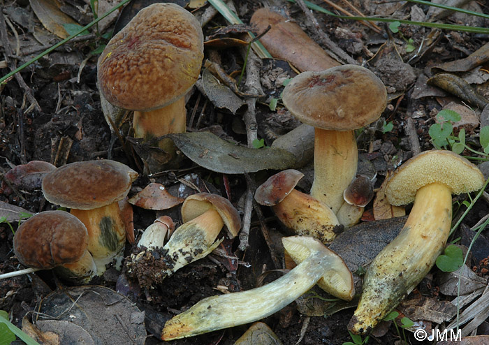 Xerocomus communis