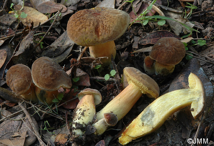 Xerocomus communis